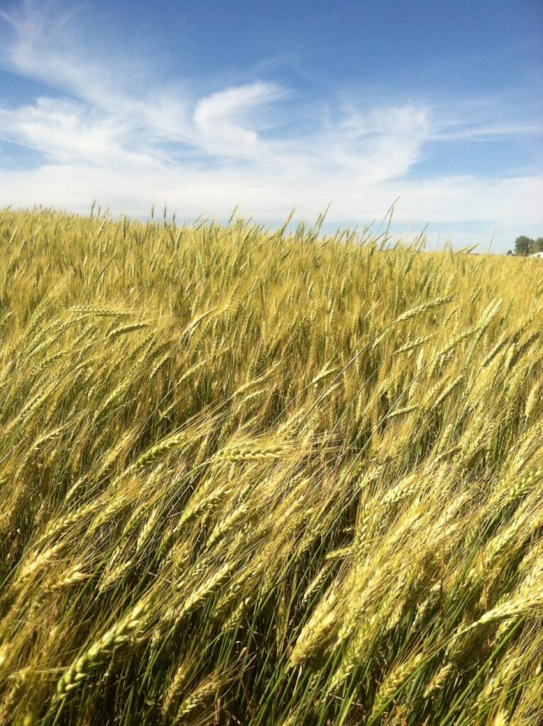 Meadowlark Fields